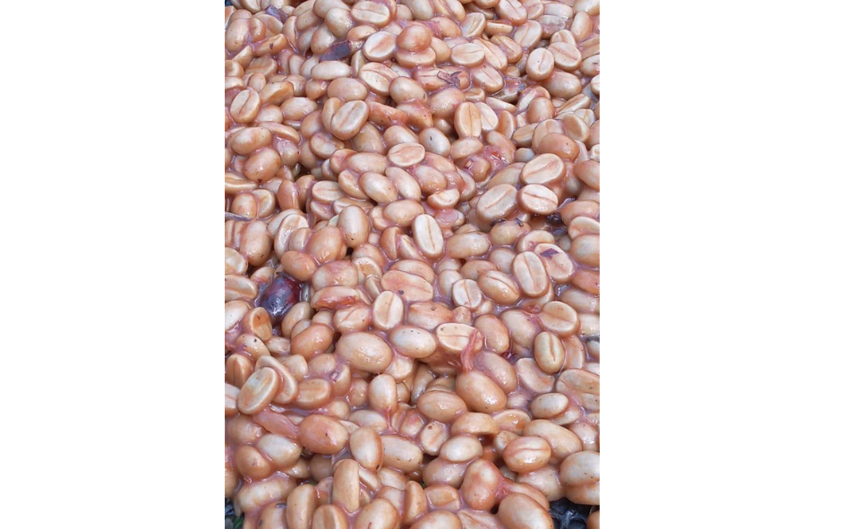 �������ꥫ�֥����ꥳ�顦�ǥ롦���ե����롡��åɥϥˡ��ס�100����������