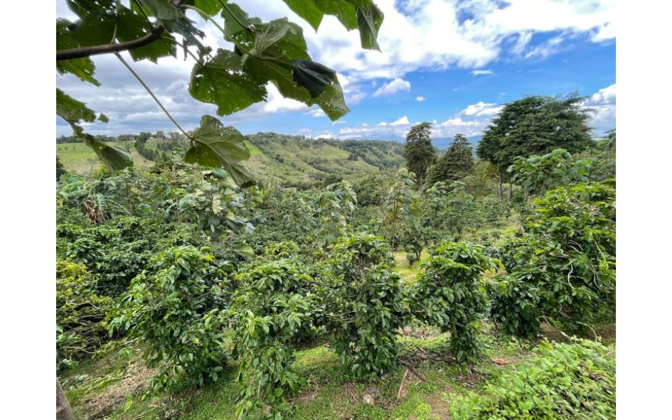 �������ꥫ�֥����ꥳ�顦�ǥ롦���ե����롡��åɥϥˡ��ס�200����������