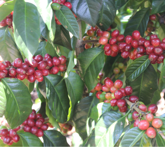 �����ƥޥ�֥��Х��϶襵�󡦥��ꥹ�ȥХ�ץϥˡ��ץ�������200g  (������)