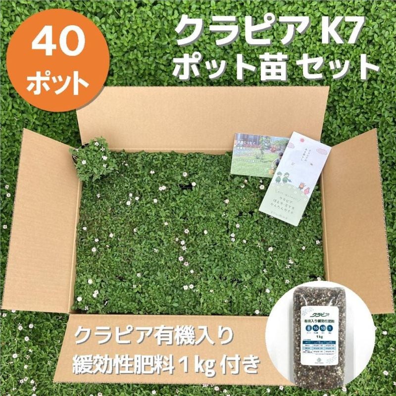 クラピアK7ポット苗 40個セット | その他,花・植物苗 | とちぎもの