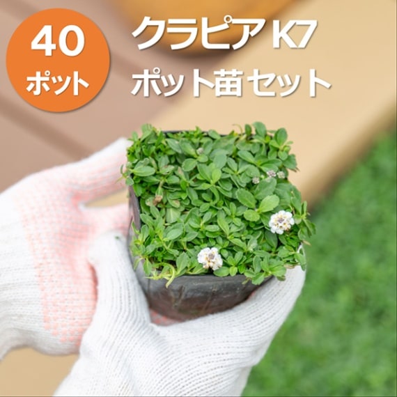 クラピアK7ポット 40個セット（肥料800g付） | その他,花・植物苗