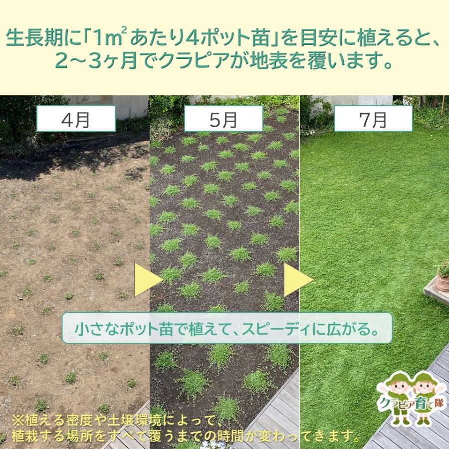 クラピアK7ポット苗 40個セット | その他,花・植物苗 | とちぎもの