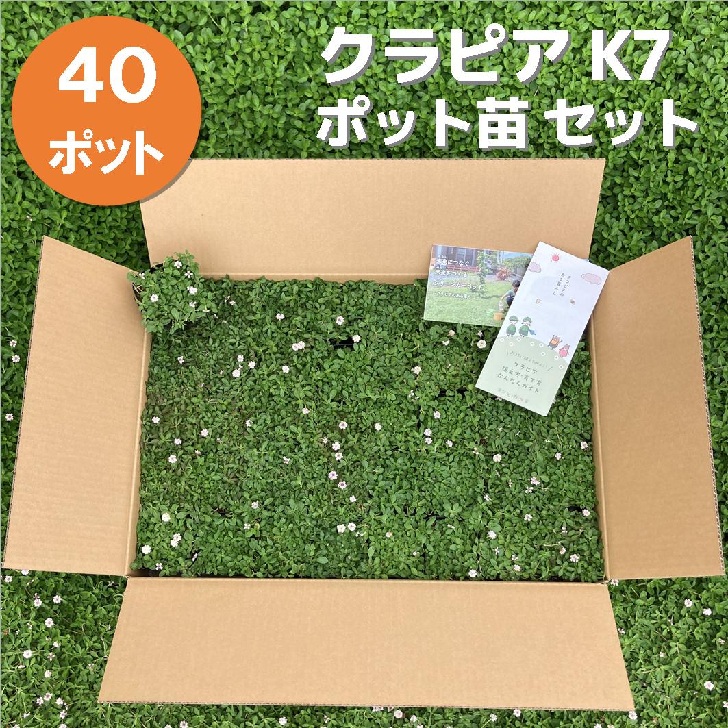 クラピアK7ポット苗 40個セット | その他,花・植物苗 | とちぎもの