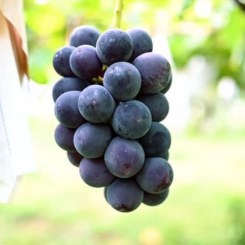 巨峰2Ｋｇ