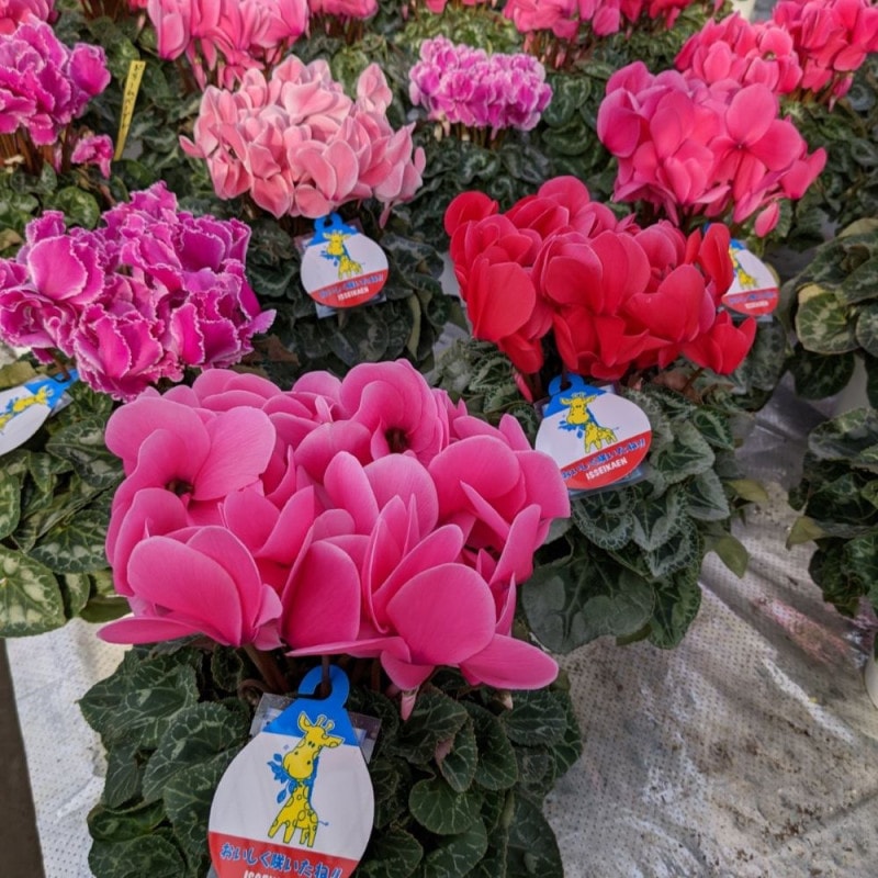 シクラメン（6号鉢） | その他,花・植物苗 | とちぎもの