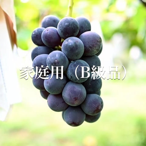 家庭用巨峰（B級はねだし） 3Kg