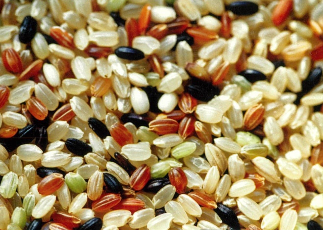 無農薬自然栽培】いろいろ米 2kg | とちぎの食から探す,フルーツ・野菜