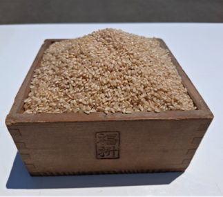 ぺこり！コシヒカリ30kg！ 令和7年産 コシヒカリ玄米30kg | JAくろべ