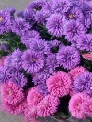 八重アスター鉢植え（２色）