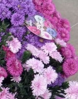 八重アスター鉢植え（３色）