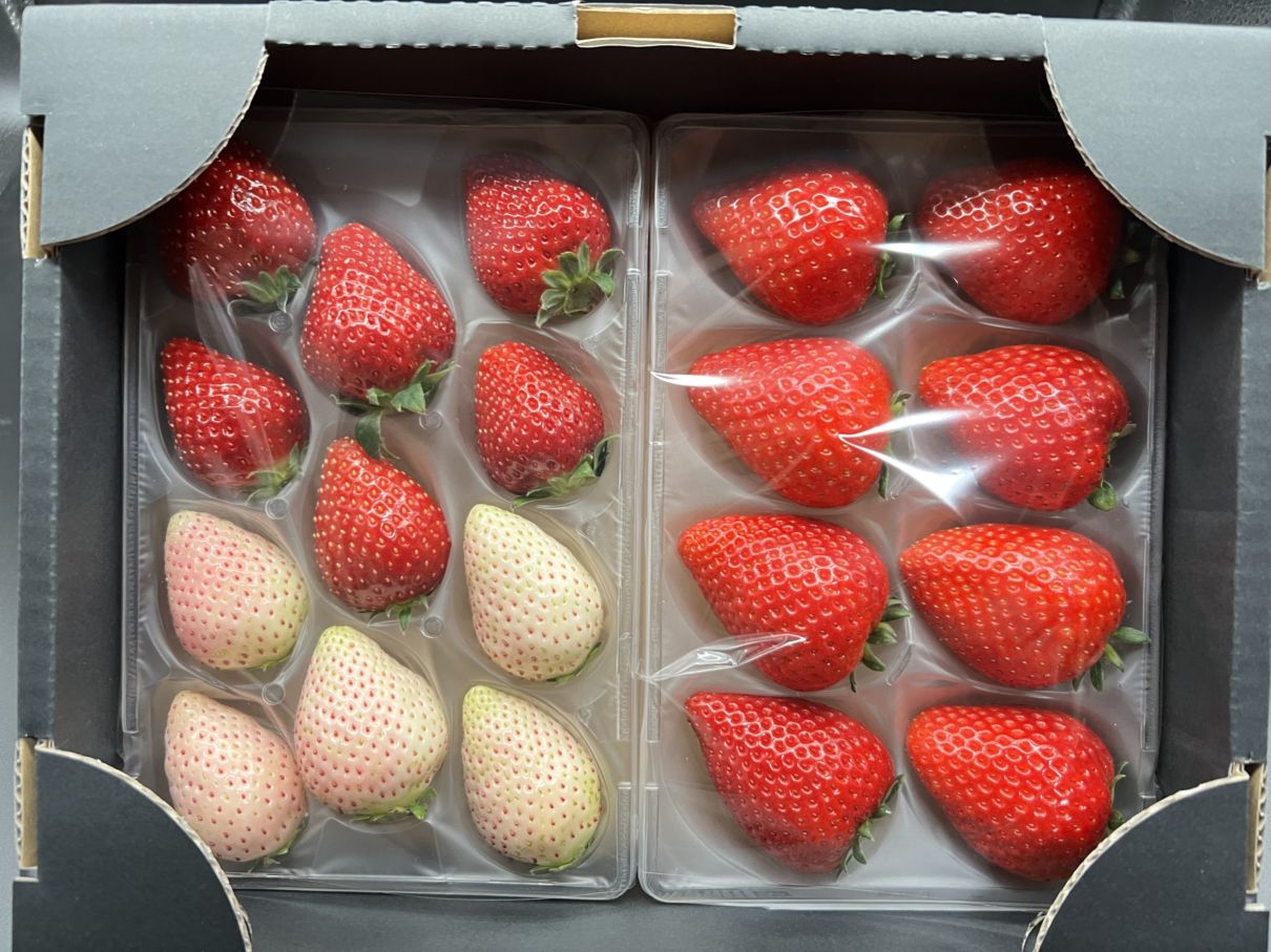 <br>くまかわいちご園<br>【贈答用】厳選3種の完熟いちごセット