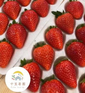 中里苺園　ギフトBOX （中）とちあいか