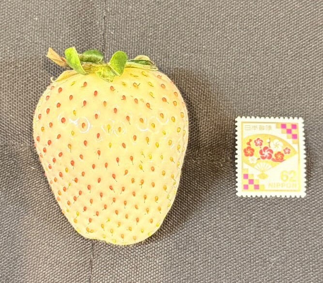 中里苺園 ギフトBOX （中）紅白 | とちぎの食から探す,いちご・いちご