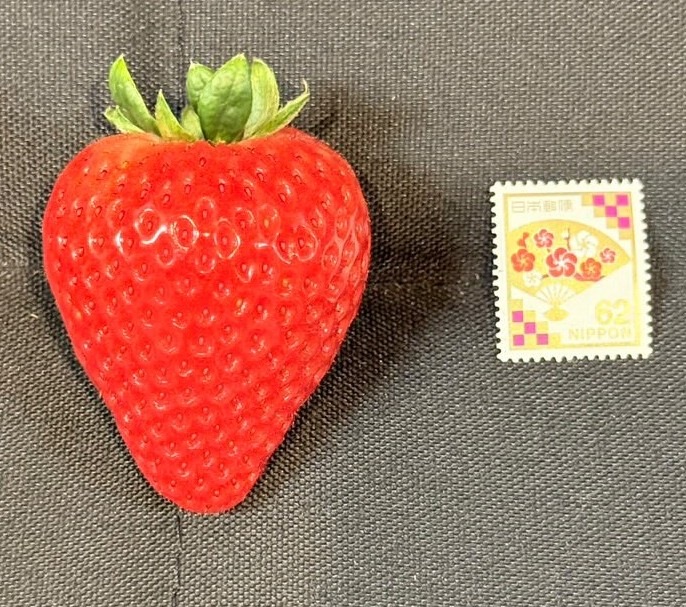 中里苺園 ギフトBOX （中）食べ比べ3種 | とちぎの食から探す,いちご