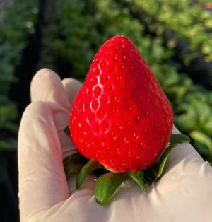 中里苺園　ギフトBOX（中）食べ比べ２種