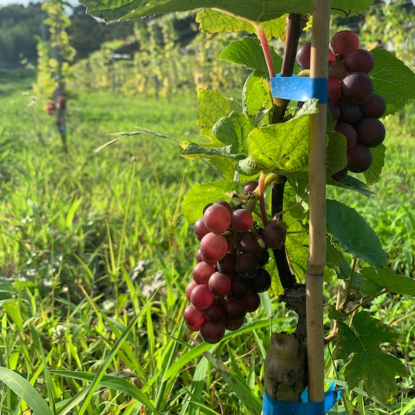 KUSAKA VINEYARD ROUGE 2020 | とちぎの酒から探す,ワイン | とちぎもの