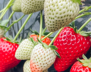 中里苺園 とちあいか たっぷり！1kg | とちぎの食から探す,いちご