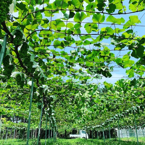 KUSAKA VINEYARDS BLANC 2020