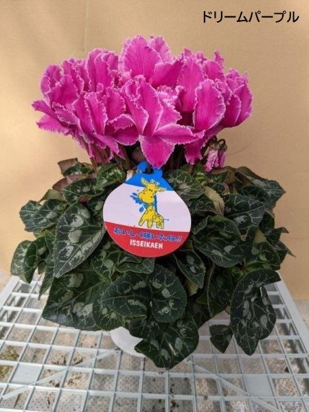 シクラメン(5号鉢)