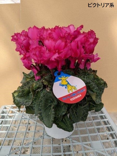 シクラメン(5号鉢)