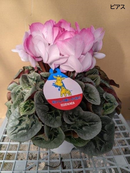 シクラメン(5号鉢)