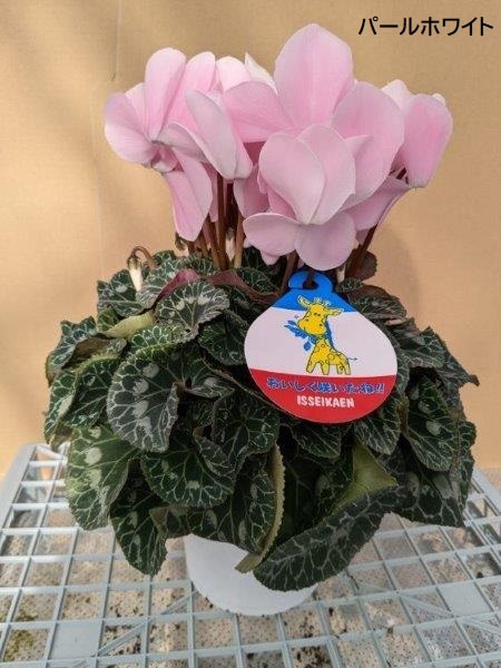 シクラメン(5号鉢)