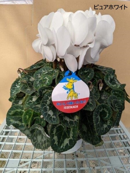 シクラメン(5号鉢)