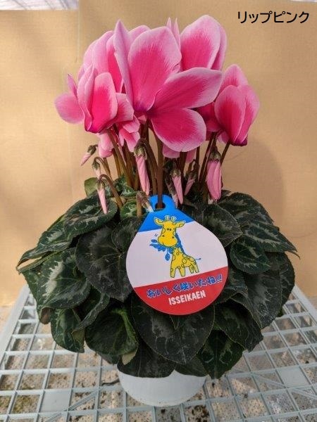 シクラメン(5号鉢)