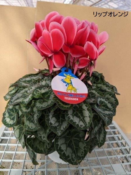 シクラメン(5号鉢)