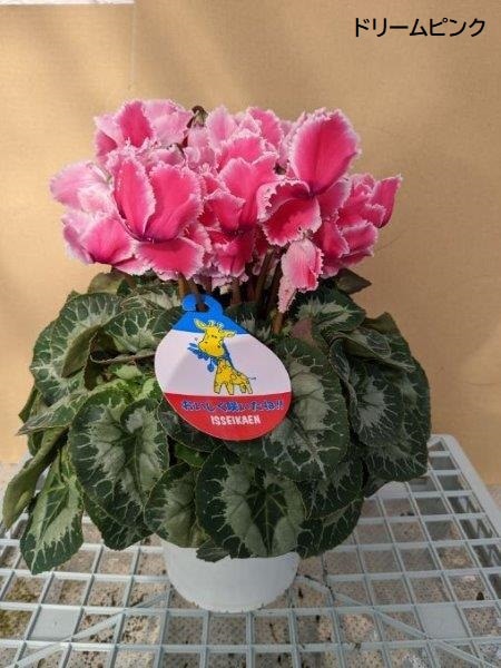 シクラメン(5号鉢)