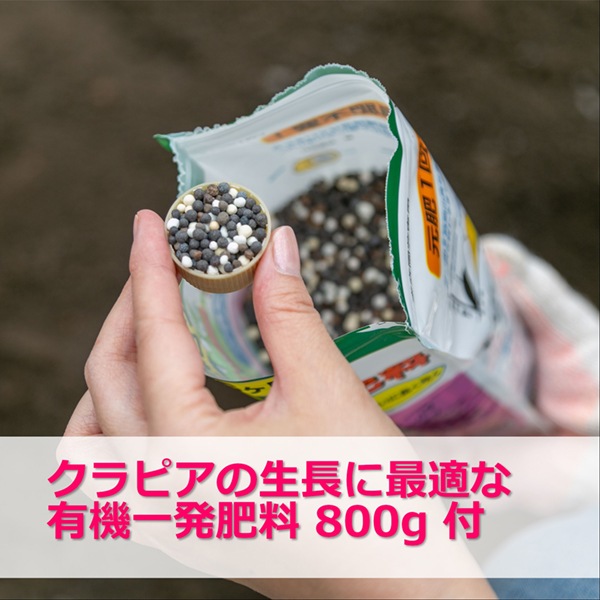 クラピアK7ポット 40個セット（肥料800g付）