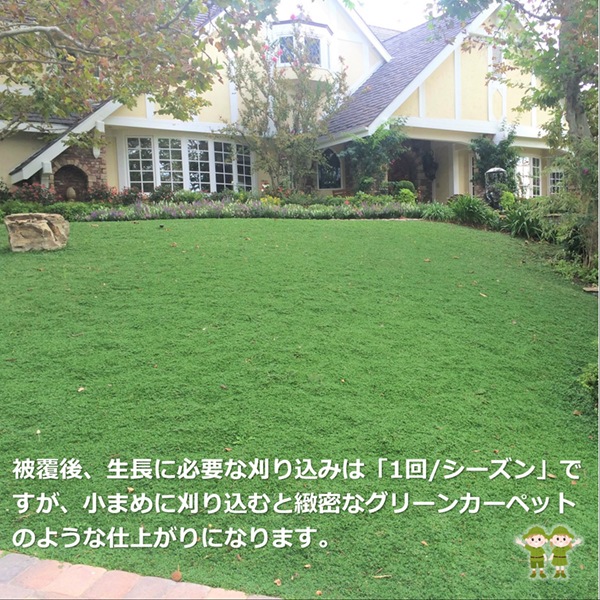 クラピアK7ポット 40個セット（肥料800g付） | その他,花・植物苗