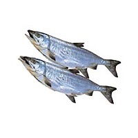 ������̵���ۡ��̳�ƻ����[������2����5kg�����]��DM019��