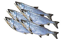 ������̵���ۡ��̳�ƻ����[������5����10kg�����]��DM021��