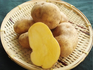 ������̵���ۡ��̳�ƻ�ۡڽ�������[���󥫤Τᤶ��]�ʣ̡�M��2kg�ˡ�DM617��