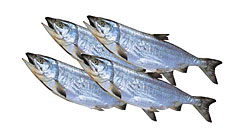 ������̵���ۡ��̳�ƻ����[������4����10kg�����]��DM020��