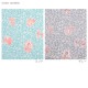 SEDUM DESIGN Happy floret ポリエステルプリント 1m カットクロス