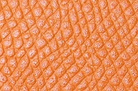 �ڥ��ߡ���ե���͡ۼ��������������� ����������� ���� ���ץ٥��