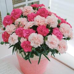 【5/9〜5/11配送 母の日】カーネーション サキーネ 絆 5号 2色植え SXM205