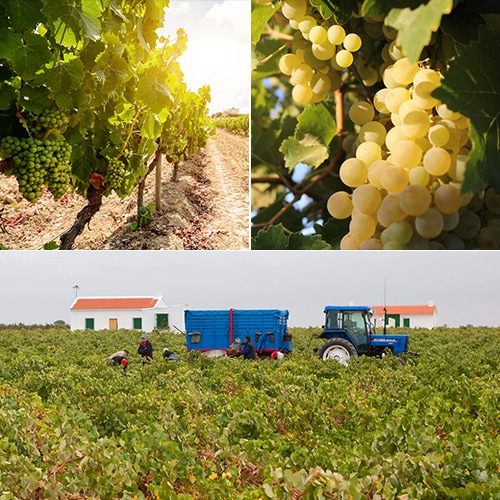 ワイン ワインセット テンタドール デ バコ オーガニック スパークリング 12本 750ml ビオ BIO 送料無料 長S 虎 テンタドール デ バコ オーガニック スパークリング 750ml