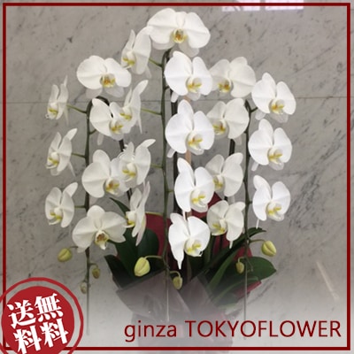 胡蝶蘭 白 3本立 30輪以上(つぼみ込)-1308