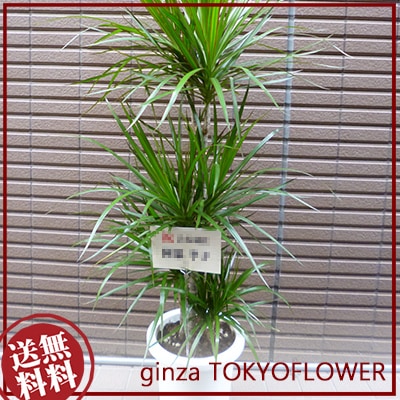 観葉植物ドラセナコンシンネ8号鉢 H120-130cm　-9002