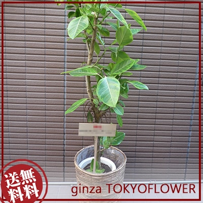観葉植物 フィカス アルティシマ8号鉢 H120-130cm　-9001