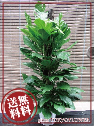 マングーカズラ【送料無料】