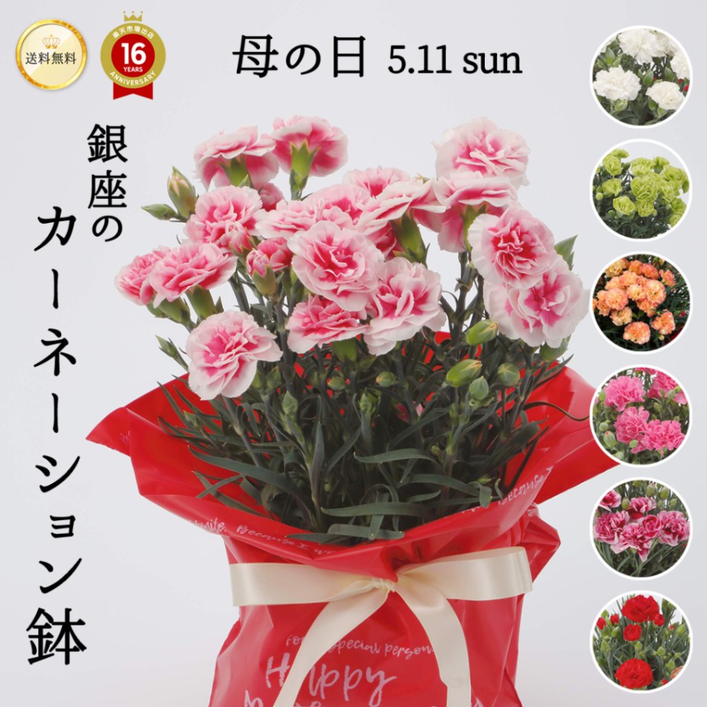 【2025年 母の日ギフト】銀座のカーネーション5号鉢 選べる花色9種類 送料無料 沖縄配送不可 花鉢 ギフト ランキング haha
