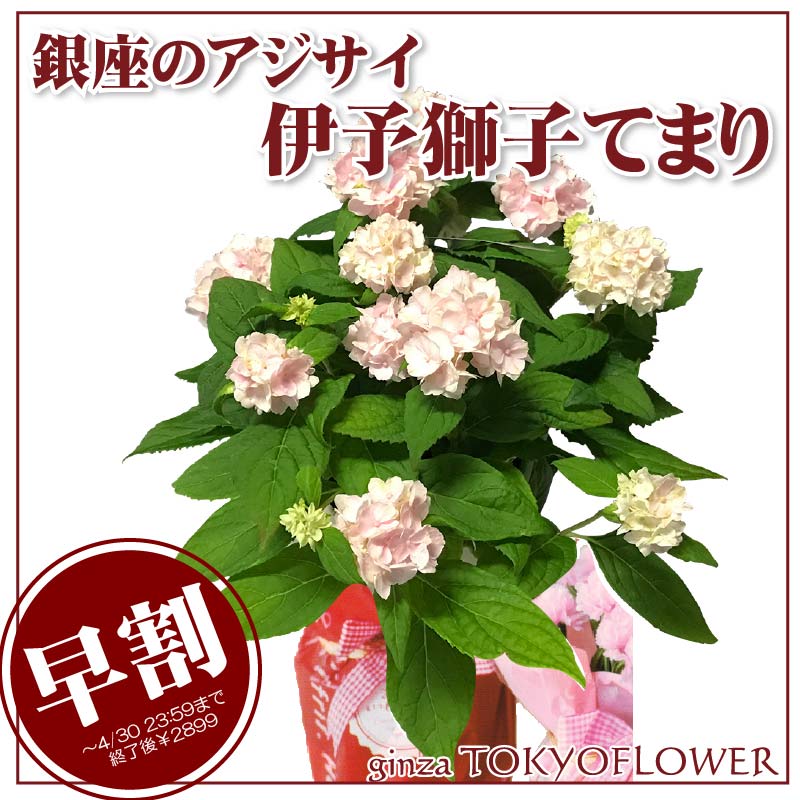 鉢花 ヤマアジサイ(山紫陽花) 伊予獅子てまり 4号12cm鉢 吉岡麗子さん