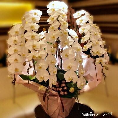 高級 胡蝶蘭7本立 白 7万円 送料無料 胡蝶蘭配送 お祝い 開店 御祝 お祝 上場祝 花 就任祝 バレンタイン