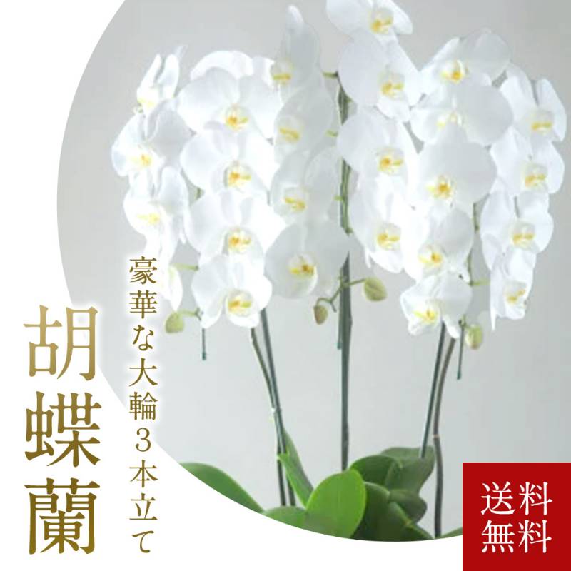 胡蝶蘭 大輪 3本立ち 1万8000円 白 法人ギフト18000円 送料込み 売れてる 銀座の胡蝶蘭 コチョウラン お祝い 開店 御祝 お祝 上場祝 花 就任祝 プレゼント
