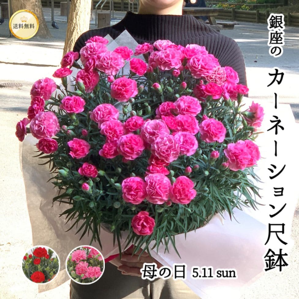 【2025年 母の日ギフト】カーネーション 尺鉢 10号鉢 鉢径約30cm 選べる花色 赤 ピンク 花のプレゼント ギフト 送料無料 haha