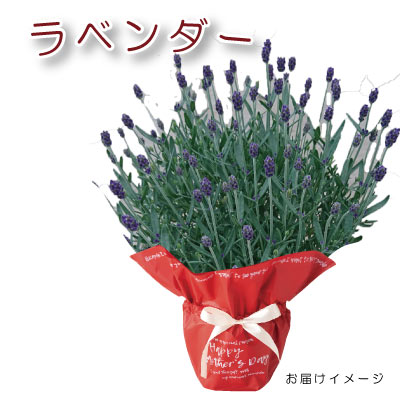 母の月 ラベンダー アロマティコブルー 5号鉢直径約15cm H約50cm ギフト 送料無料 園芸 花壇 ハーブ 贈り物 母の日フラワーギフト21 花とワインギフト銀座東京フラワー